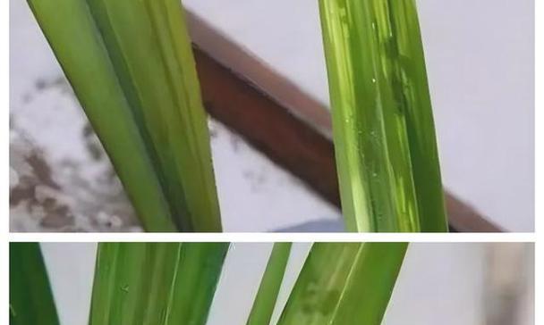 用草木灰清洗油烟机（清洁油烟机的环保方法）