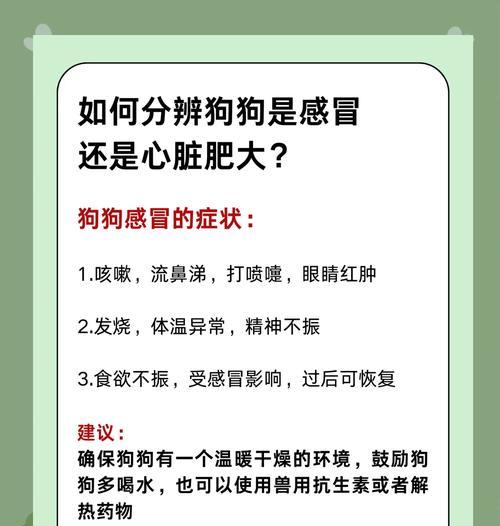 狗狗吹空调会不会感冒（宠物犬使用空调的影响及预防措施）